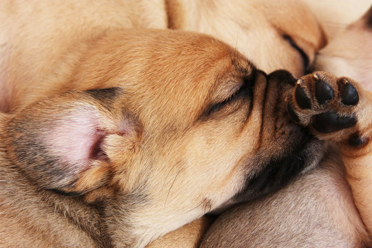 Puggle Welpe Schl&auml;ft