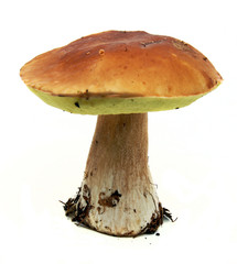 Porcini mushroom (Boletus edulis) aka bolete or penny bun isolat