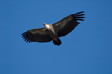 Gänsegeier im Flug