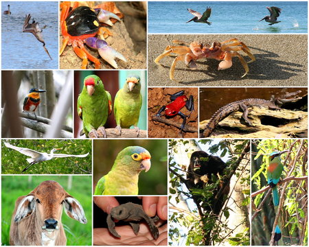 Los animales de Nicaragua