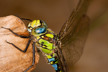 Southern Hawker dragonfly