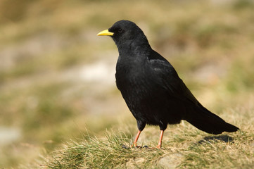 Alpendohle