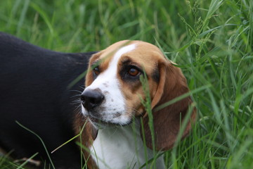 Beagle