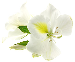 fleurs blanches bauhinia fond blanc