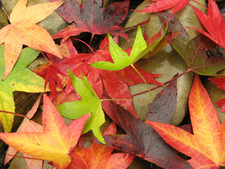 Fototapeta na wymiar Kolorowe jesienne liście