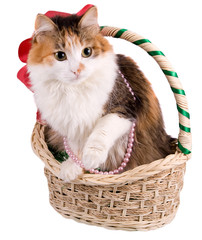 Cat in a Christmas Basket