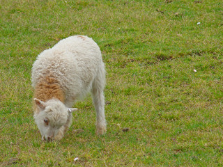 Agneau de pré salé