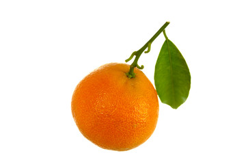 Frische Orangen-Mandarinen,freigestellt