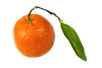 Frische Orangen-Mandarinen,freigestellt