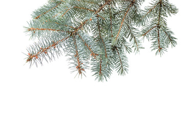 Branch of christmas fir tree isolated on white