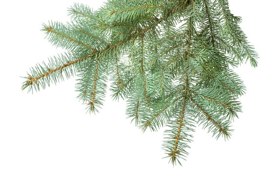 Branch of christmas fir tree isolated on white