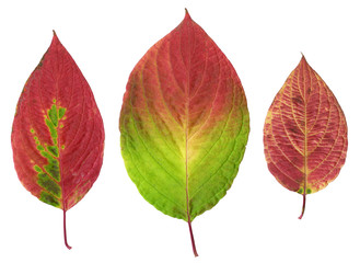 Composite photo of various autumn leaves isolated.