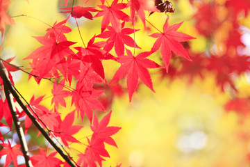 Maple Glow