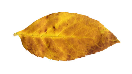 yellow and brown autumn leaf isolated on white