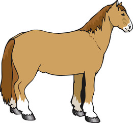 Horse