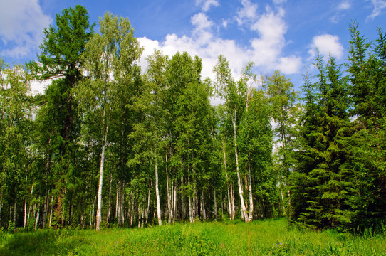 birch forest