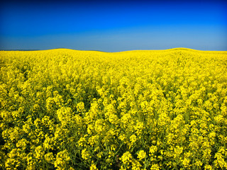 Fototapeta premium oilseed rape