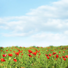 Poppies and blue sky.