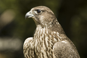 Lanner falcon (falco biarmicus)