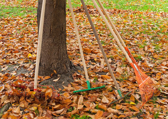 Rakes to be used for gathering the leaves