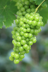 vitis vinifera,grappe