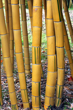 des bambous jaunes