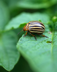 Colorado Bug
