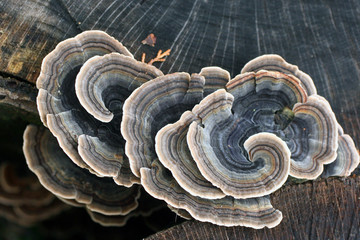 fleurs de champignons
