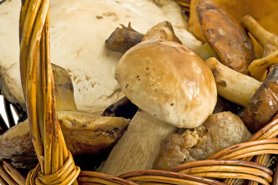Closeup of beautiful mushrooms in the basket