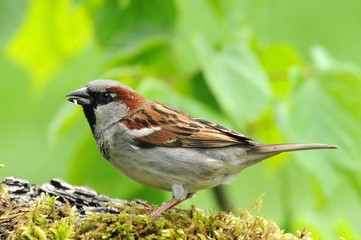 Spatz 11