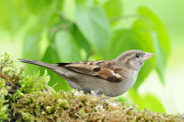 Spatz 10