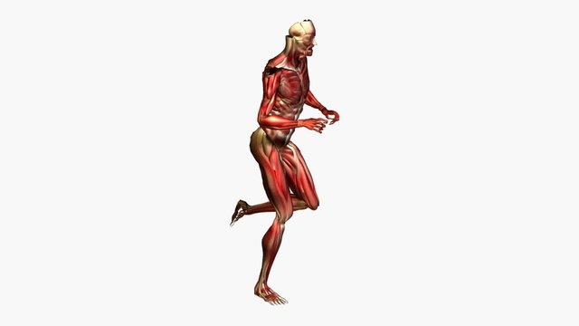 Anatomie - Muskeln - laufen