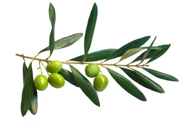 Foto op Plexiglas branch of green olives © surabhi25