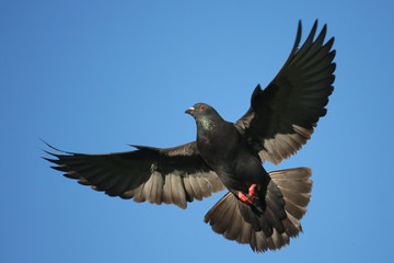 Pigeon in flight.