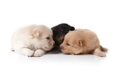 Tan Black and White Colored Pomeranian Puppies