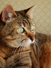 Tabby cat looking afar