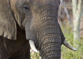 Closeup of an adult african elephant