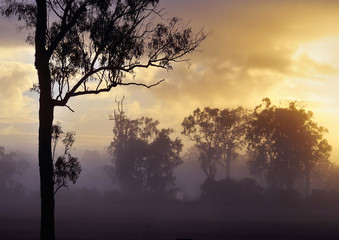 Dramatic trees at sunrise in australia