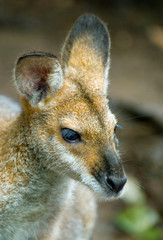 Portrait of a kangaroo