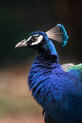 Male Peacock chest, head, and crown