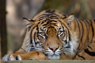 Bengal Tiger resting and looking into the frame