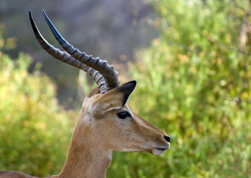 Adult male impala buck in profile