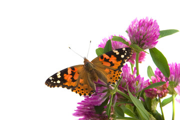 Butterfly sitting on flowers