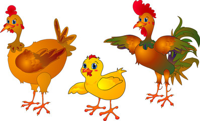chicken, hen & cock