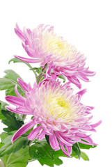 Two charming chrysanthemun isolated on white.