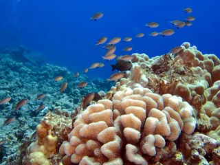 Crédence de cuisine Sous-marin Hawaiian Reef with Coral and School of Fish  © Ocean Image