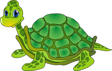 cartoon tortoise