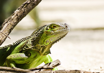 iguana