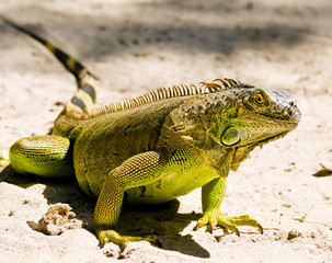 iguana