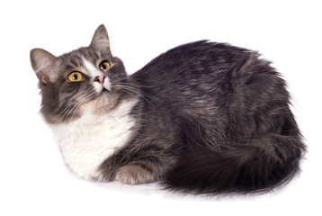 furry grey cat on white background
